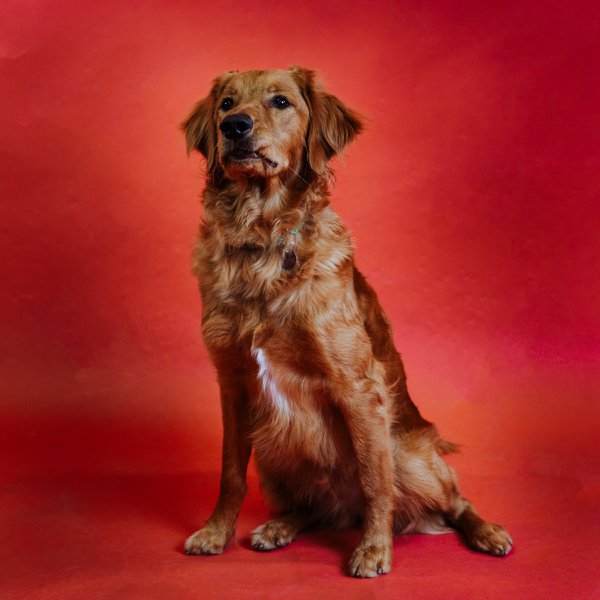 Pet example