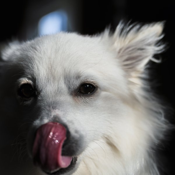 Pet example
