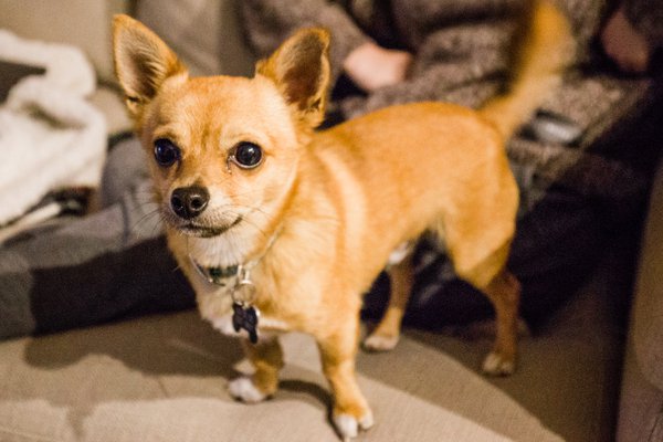 Pet example