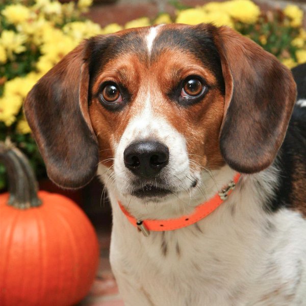 Pet example