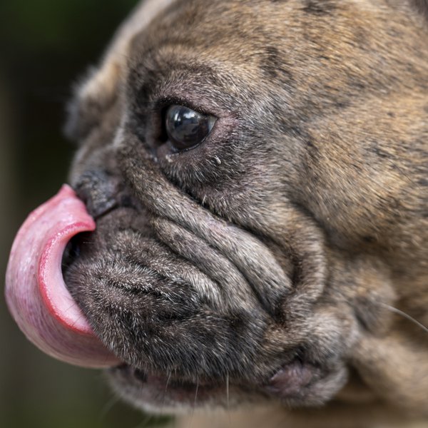 Pet example