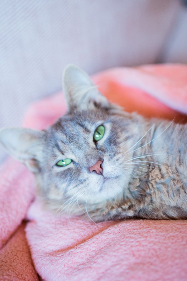 Pet example