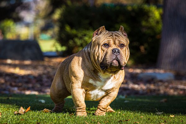 Pet example