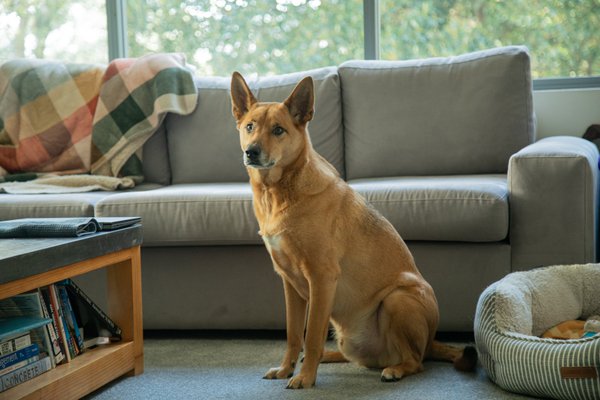 Pet example