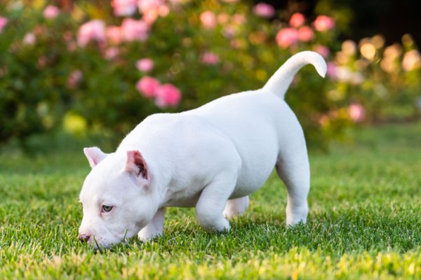 Pet example