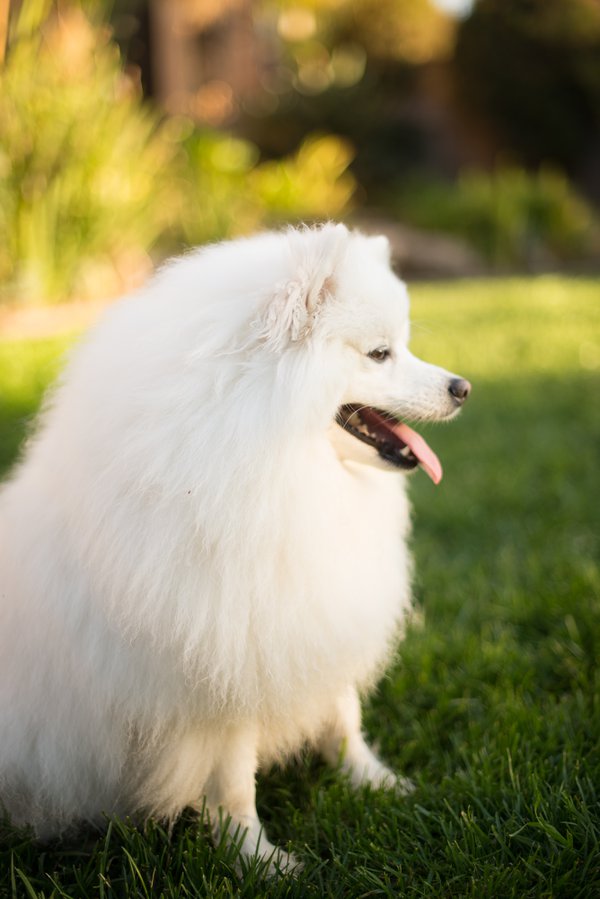 Pet example