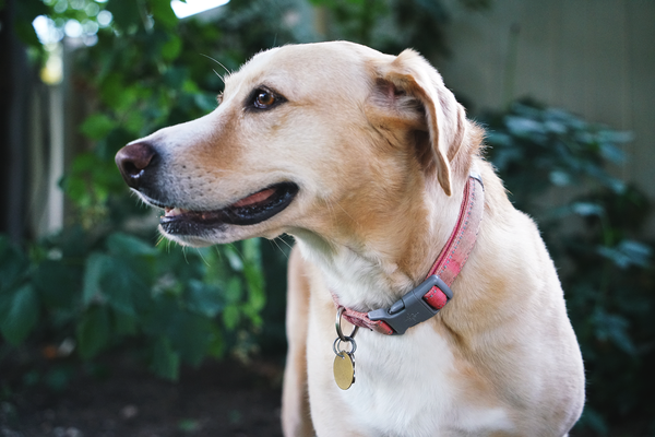 Pet example