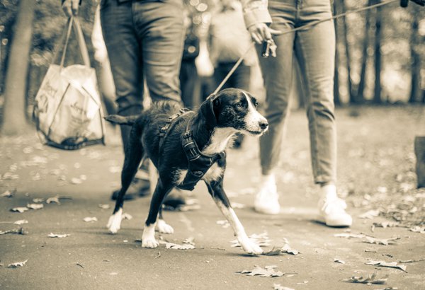 Pet example