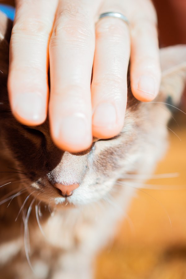 Pet example