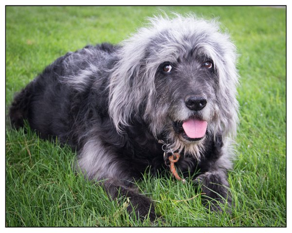Pet example