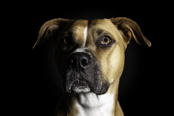 Pet example