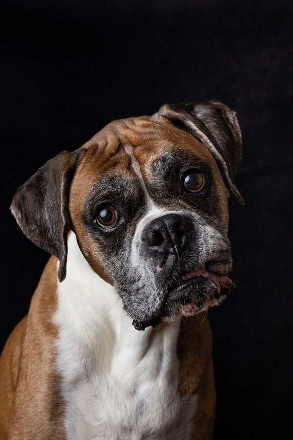 Pet example