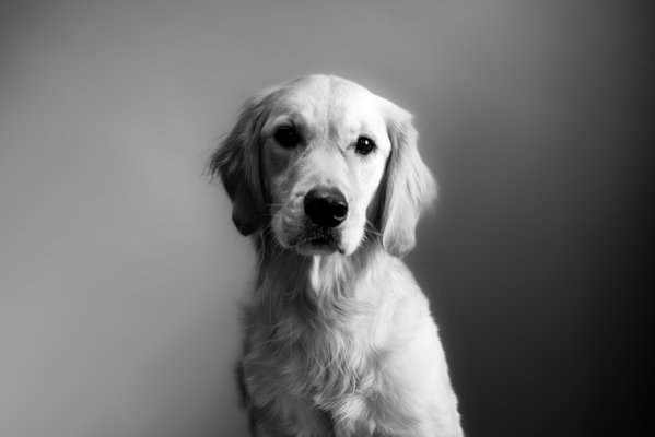 Pet example