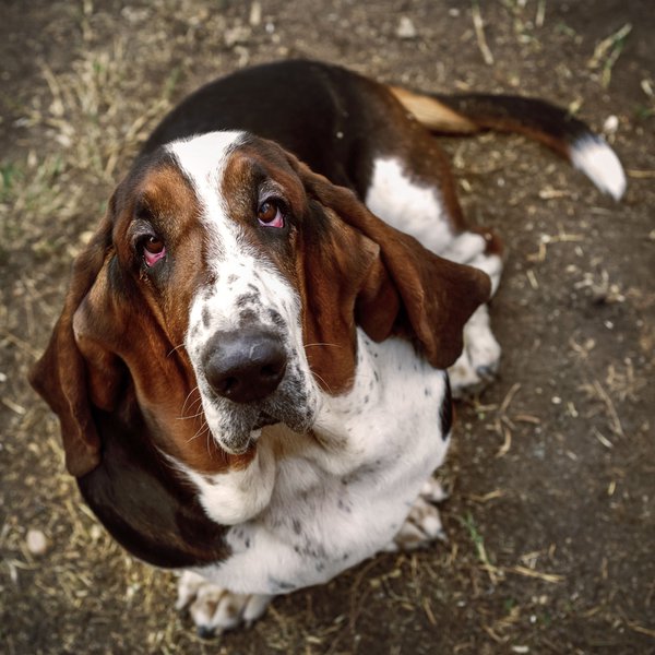 Pet example