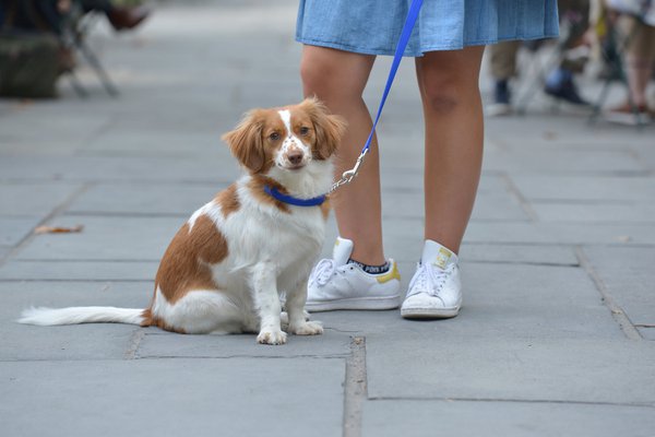 Pet example