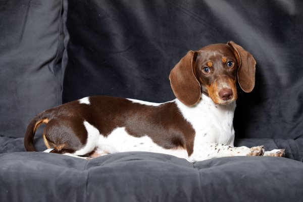 Pet example