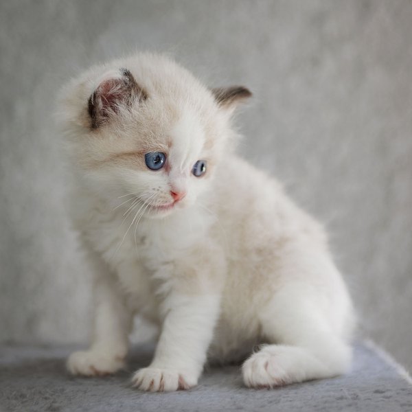 Pet example