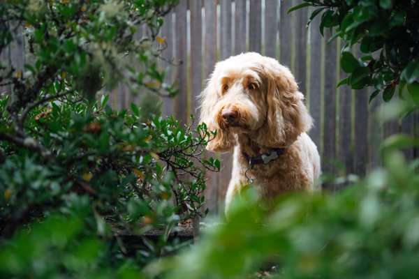 Pet example