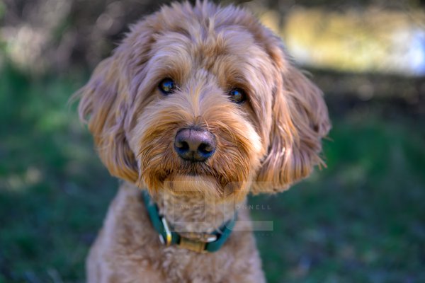 Pet example