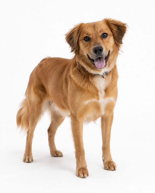 Pet example