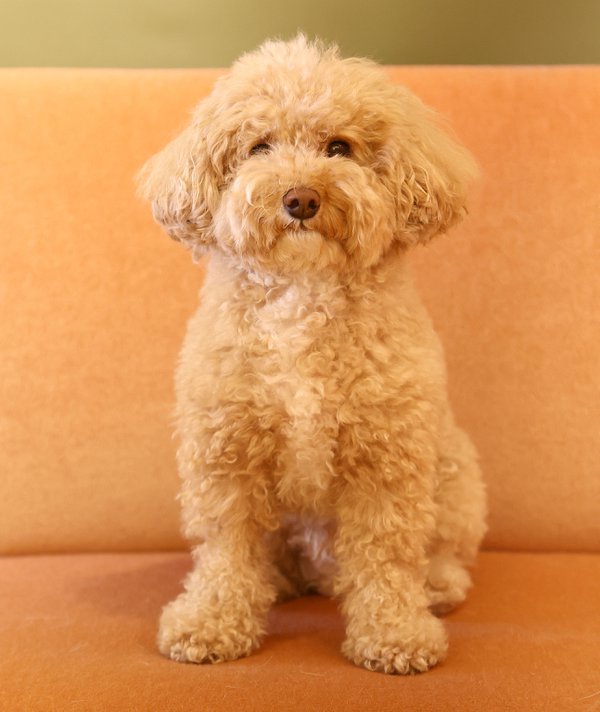 Pet example