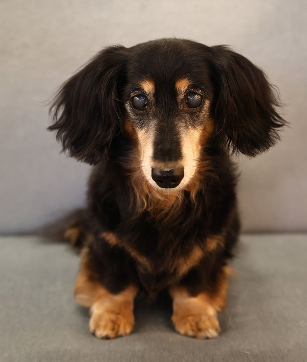 Pet example