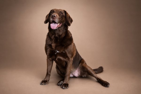 Pet example