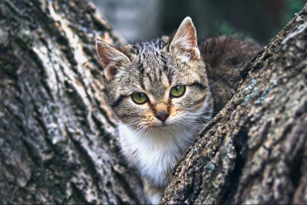 Pet example