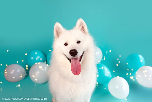 Pet example