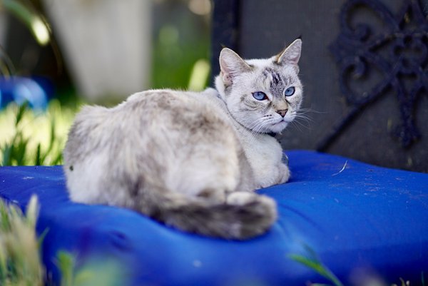 Pet example