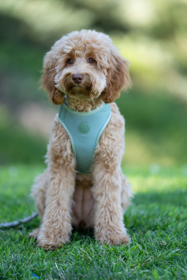 Pet example