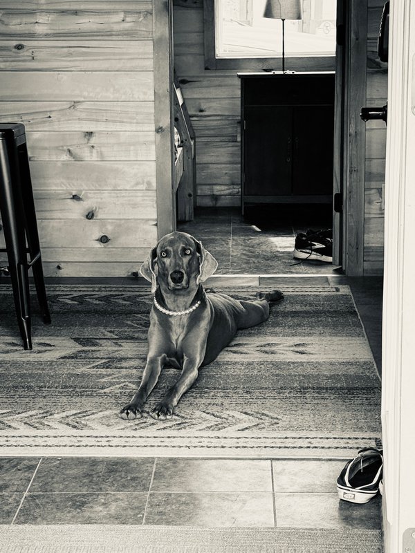 Pet example