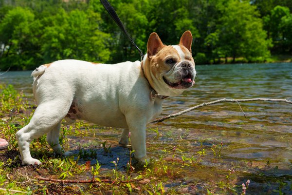 Pet example