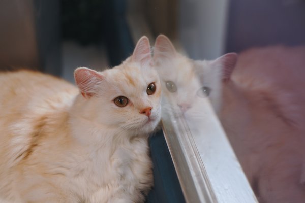 Pet example