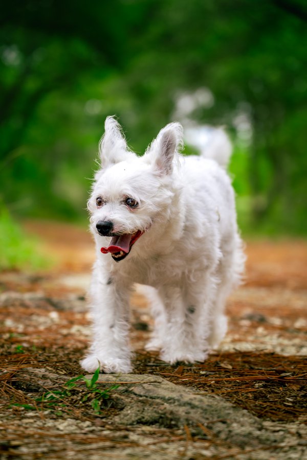 Pet example