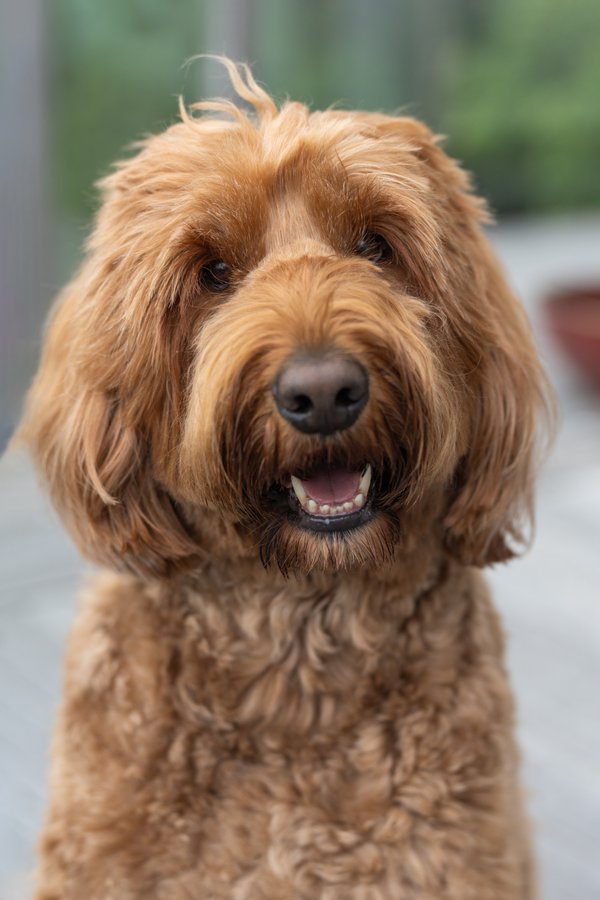 Pet example