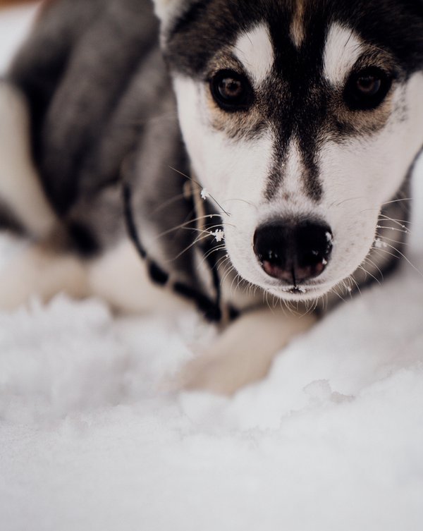 Pet example