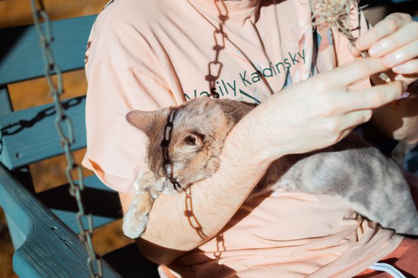 Pet example
