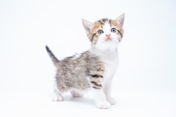 Pet example