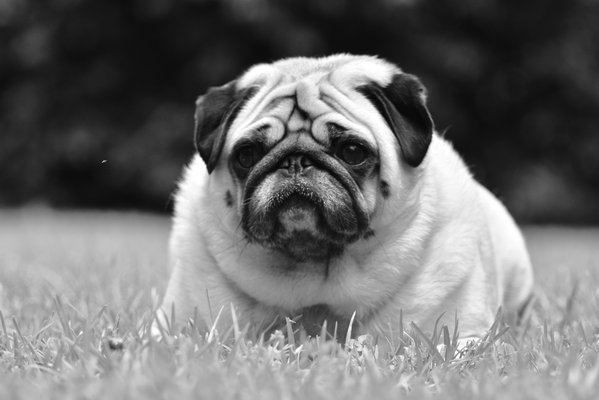 Pet example