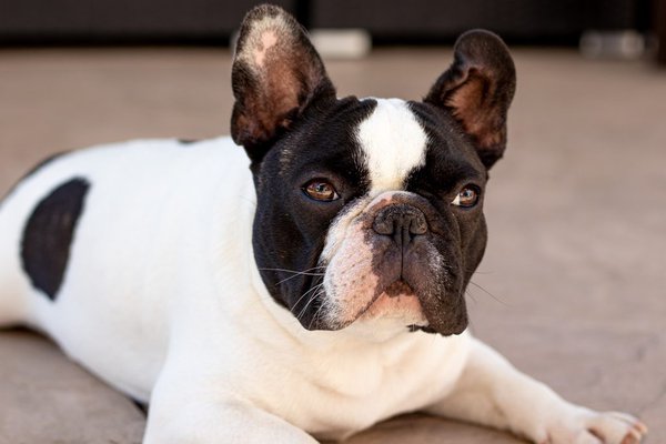 Pet example