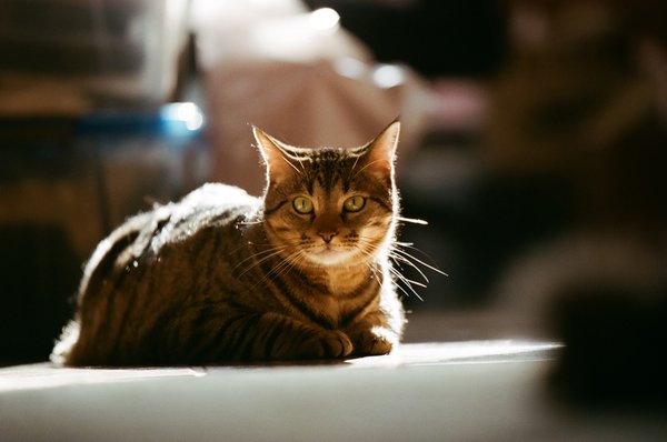 Pet example