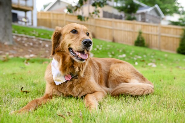 Pet example