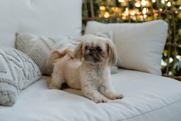 Pet example