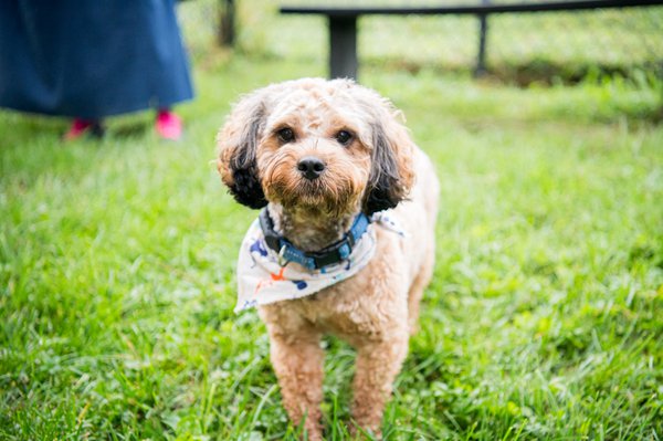 Pet example