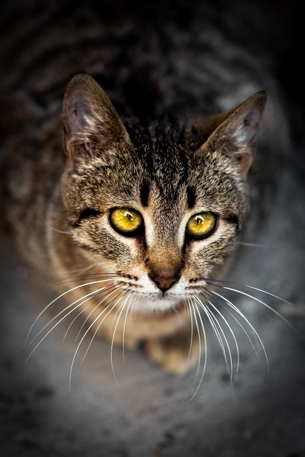 Pet example