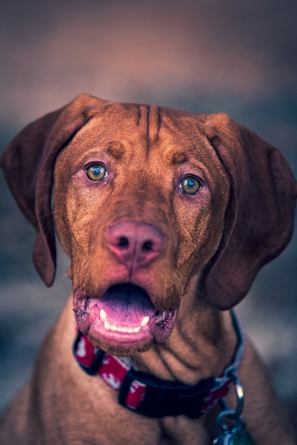 Pet example