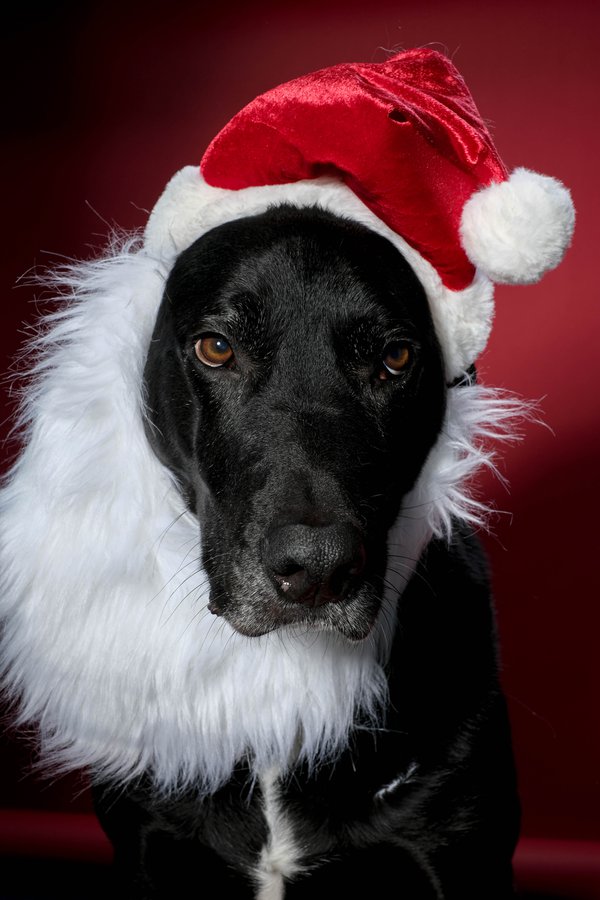 Pet example