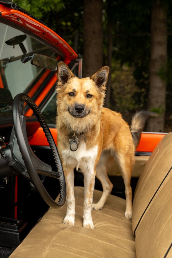 Pet example