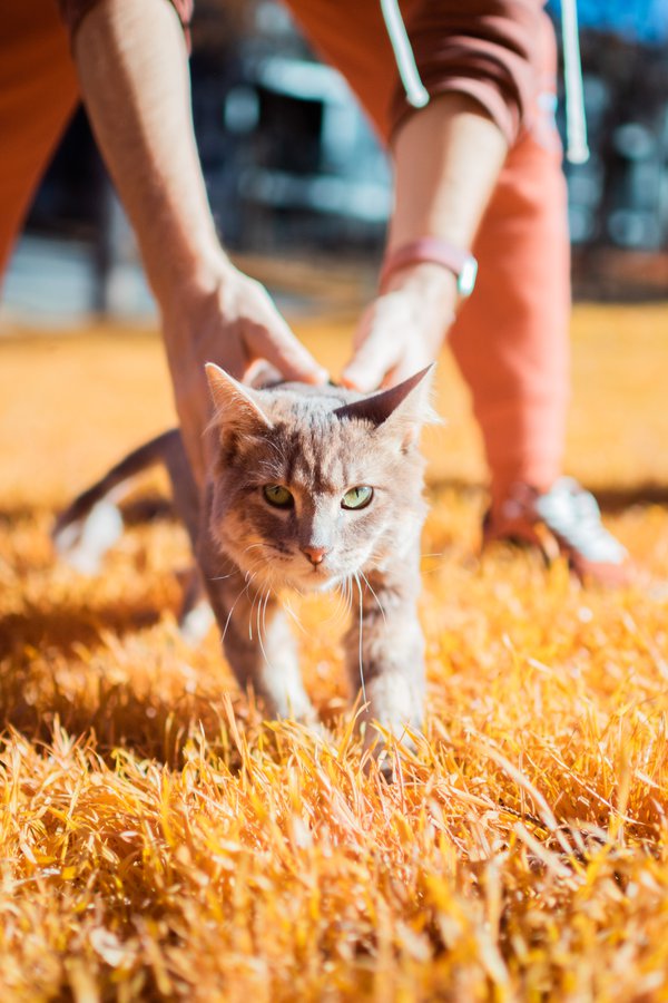 Pet example